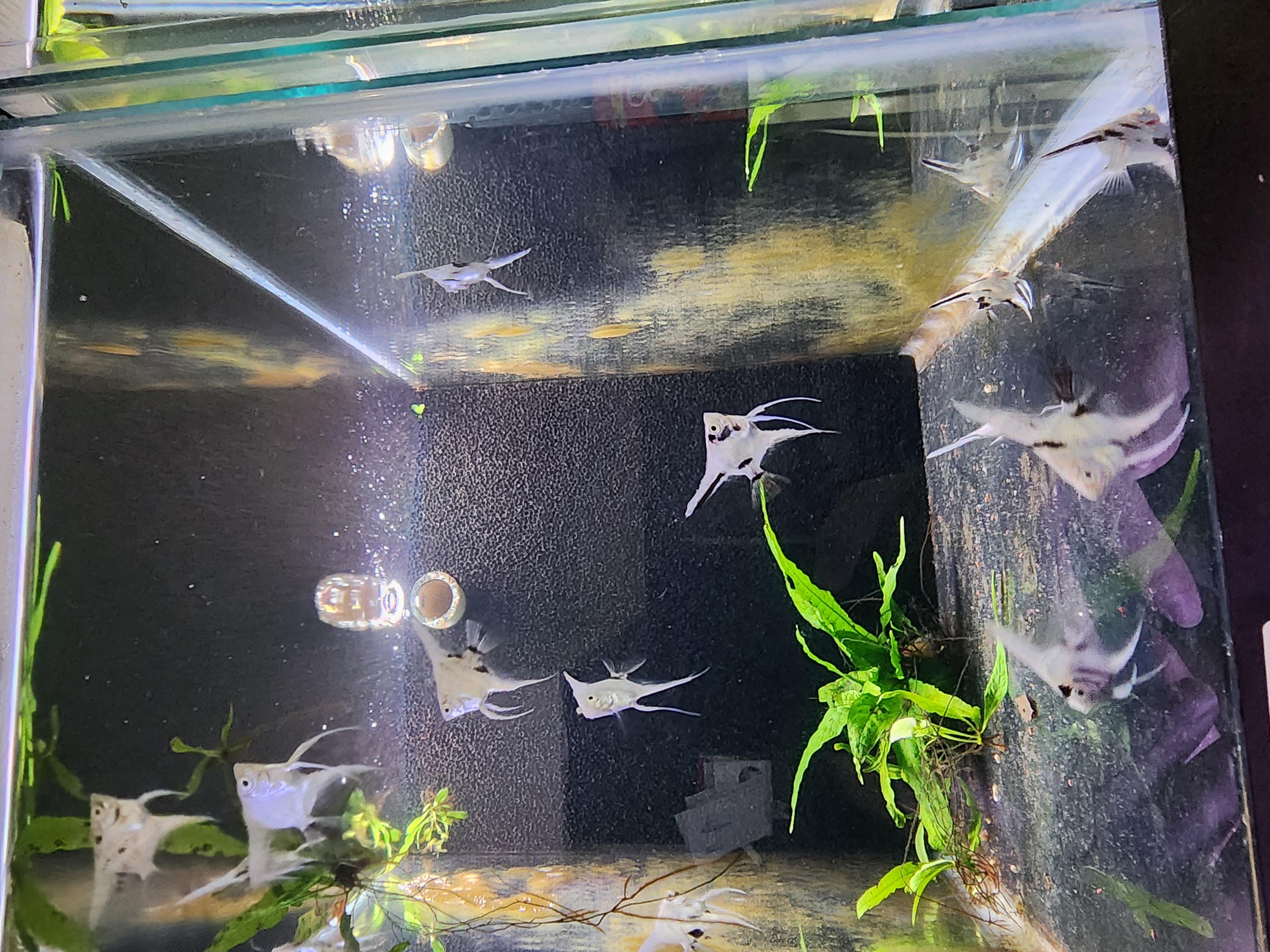 Angelfish